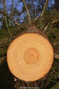 Oude maar gezonde bomen gaan om