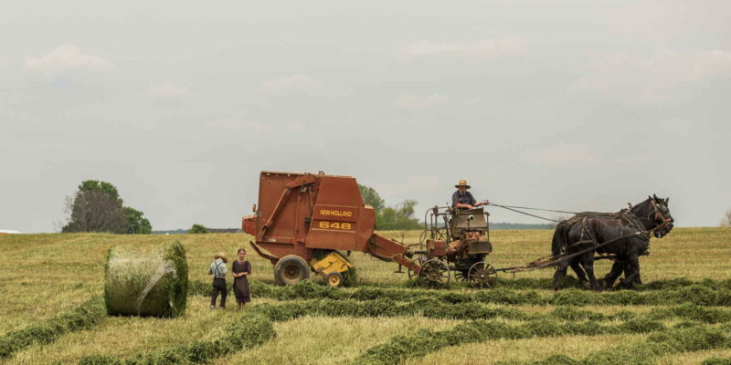 Blog Bart 1 Landbouw kan biologisch en met menselijke maat