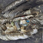 Plastic in dode vogel