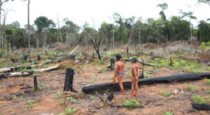 Amazone: regenwoud gekapt voor giftige handel